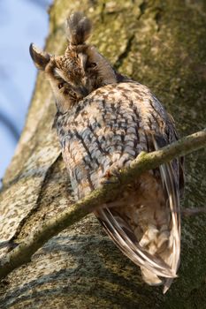 A sleeping long-eared owl in a tree