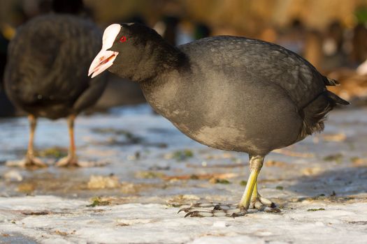 A common coot on the ice is eating