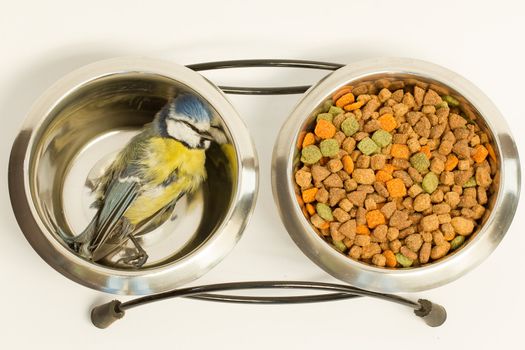 A deceased blue tit in a cats food bowl