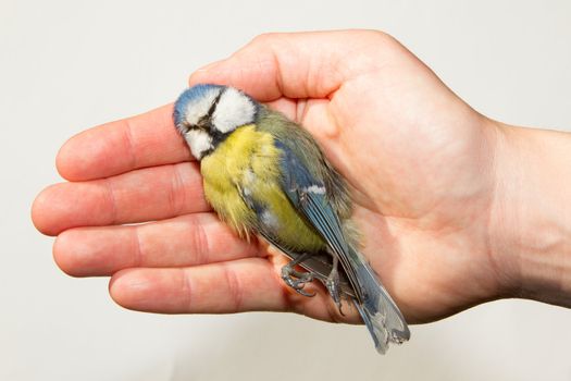 A deceased blue tit is being held in a womans hand