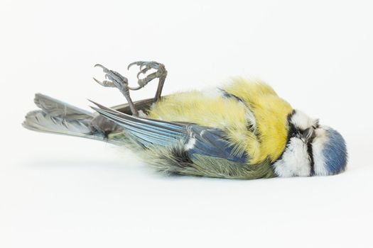 A close-up of a deceased blue tit