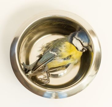 A deceased blue tit in a cats food bowl