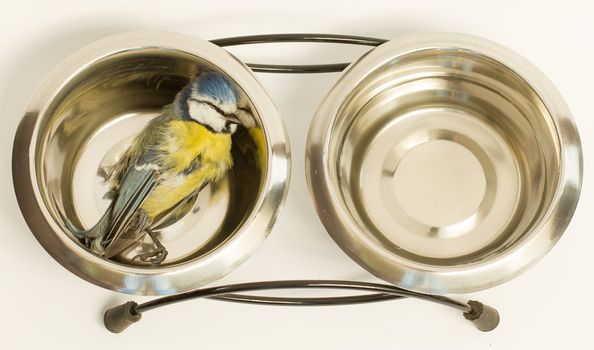 A deceased blue tit in a cats food bowl