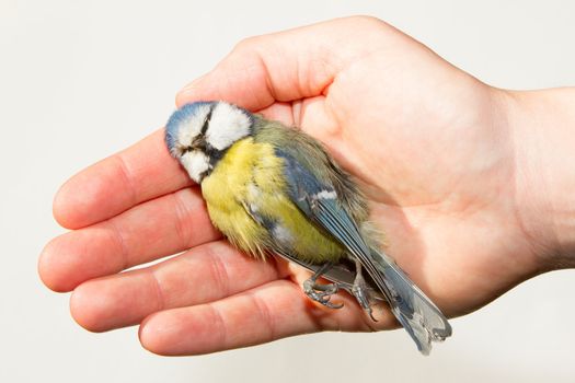 A deceased blue tit is being held in a womans hand