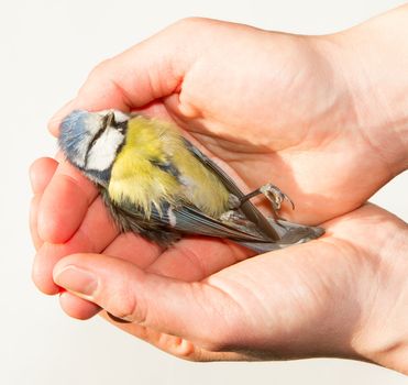 A deceased blue tit is being held in a womans hand