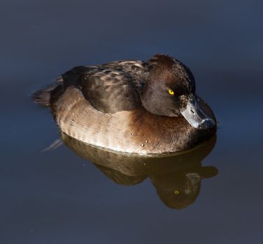 Female Tufted duck swimming on a lake