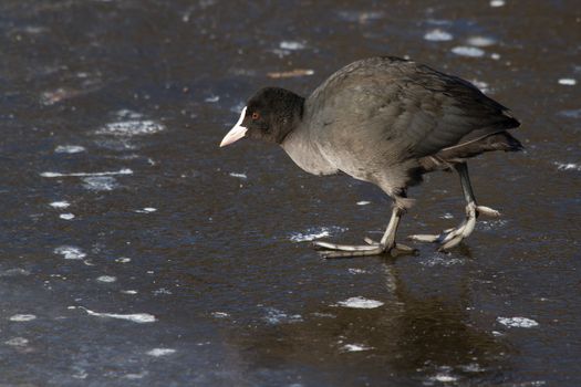 A common coot on the ice