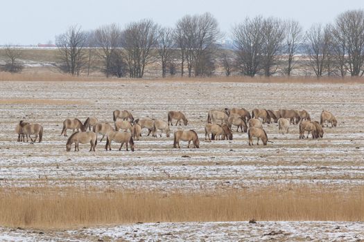 A group of grazing Konik horses