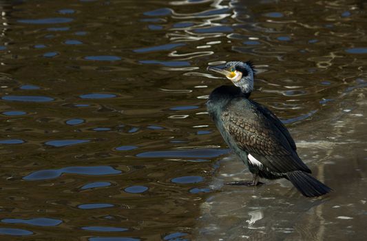 A cormorant is sitting on the ice