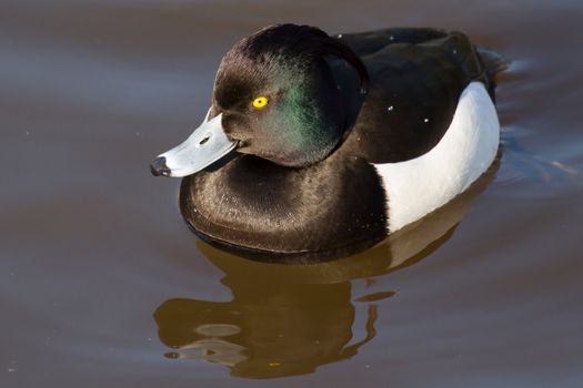 Male Tufted duck swimming on a lake