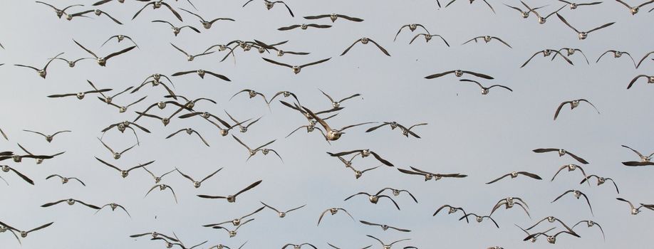 A group of Brent geese in flight