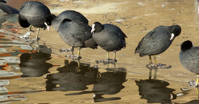 A row of washing common coots