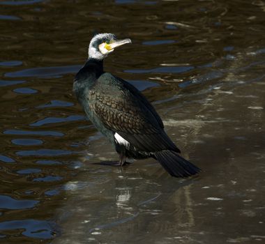 A cormorant is sitting on the ice