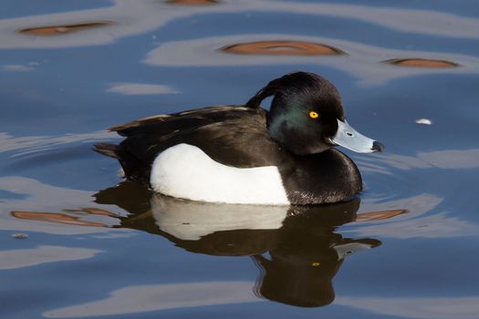 Male Tufted duck swimming on a lake