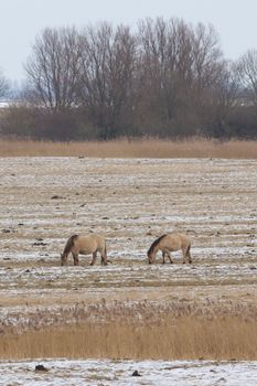 Two grazing Konik horses