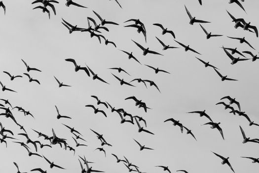 A group of Brent geese in flight