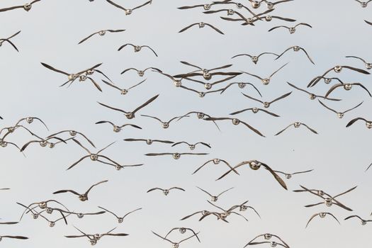 A group of Brent geese in flight