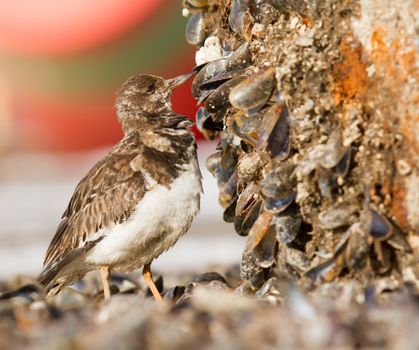 Close-up of a Ruddy Turnstone