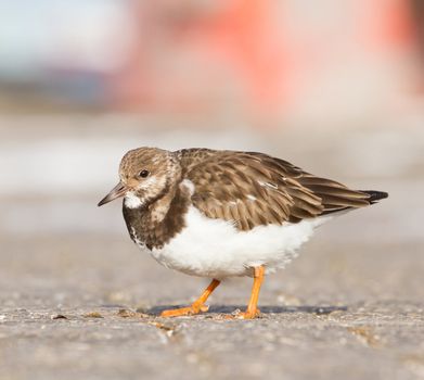 Close-up of a Ruddy Turnstone