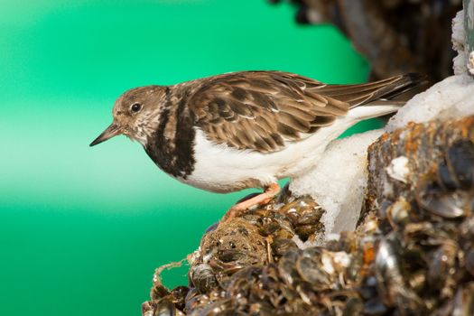 Close-up of a Ruddy Turnstone