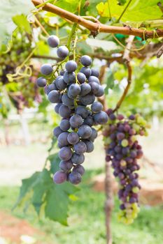 Red Grapes on the vine  in vineyard before harvest