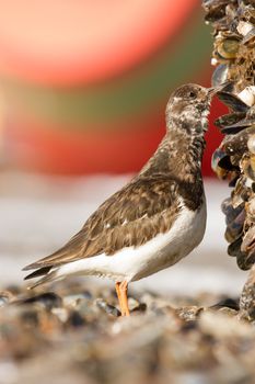 Close-up of a Ruddy Turnstone