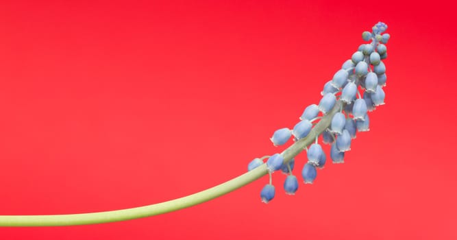 Muscari botryoides flower also known as blue grape hyacinth in closeup over red background