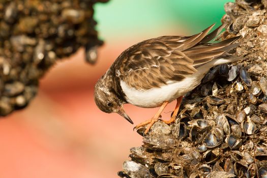 Close-up of a Ruddy Turnstone