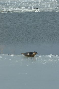 A common seal is resting