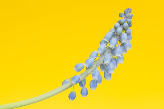 Muscari botryoides flower also known as blue grape hyacinth in closeup over yellow background