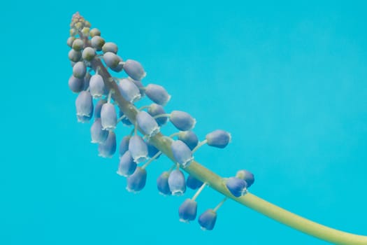 Muscari botryoides flower also known as blue grape hyacinth in closeup over blue background