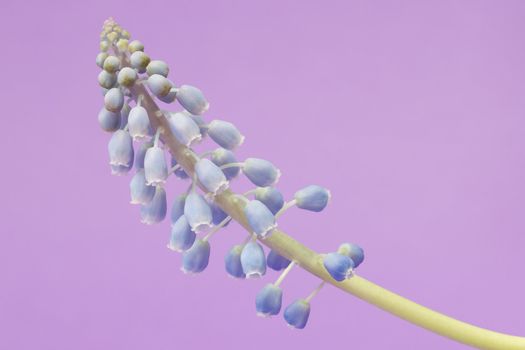 Muscari botryoides flower also known as blue grape hyacinth in closeup over purple background