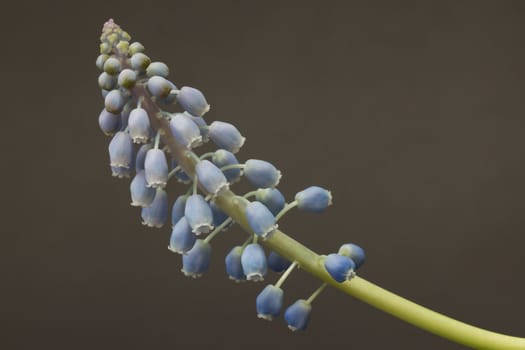 Muscari botryoides flower also known as blue grape hyacinth in closeup over grey background