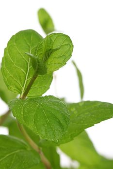 Close up of fresh natural mint over a white background