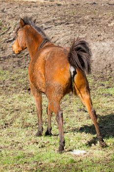 A horse is peeing at the field