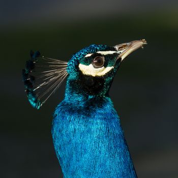 A peacock with sand on its beak