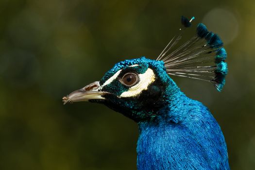 A peacock with sand on its beak