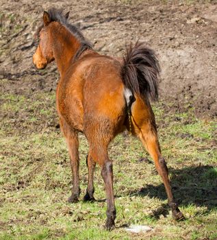 A horse is peeing at the field