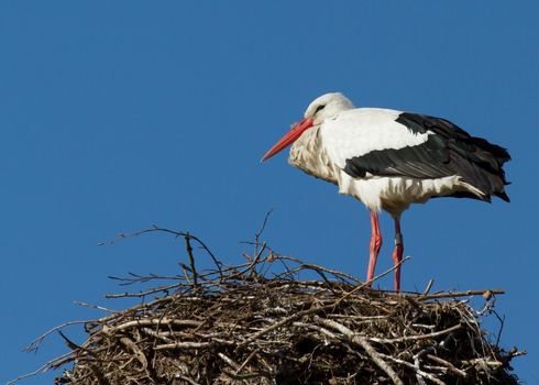 A single stork in an old tree