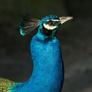 A peacock with sand on its beak