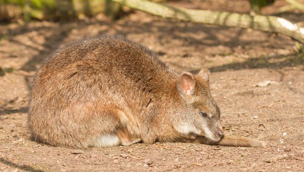 A close-up of a parma wallaby in a dutch zoo