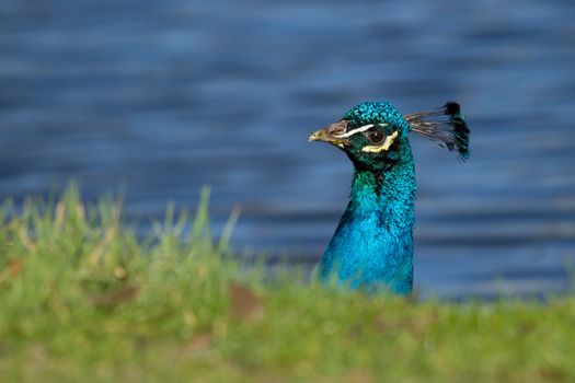 A colorful male peacock is eating grass