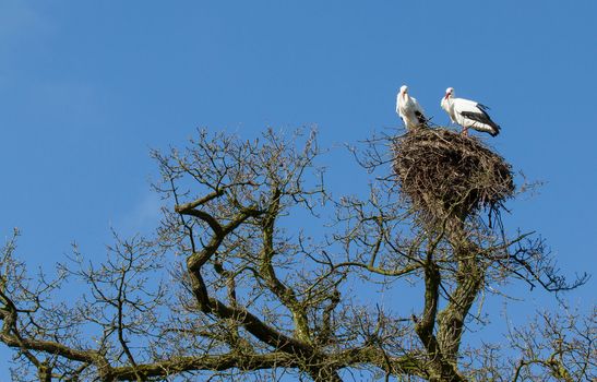 A pair of storks in an old tree