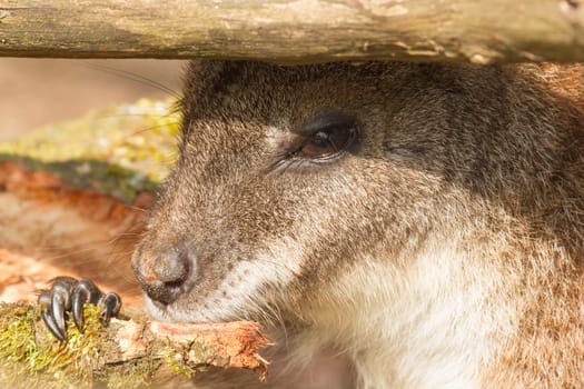 An eating parma wallaby in a dutch zoo