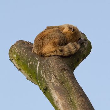 A coatimundi is sleeping in a tree