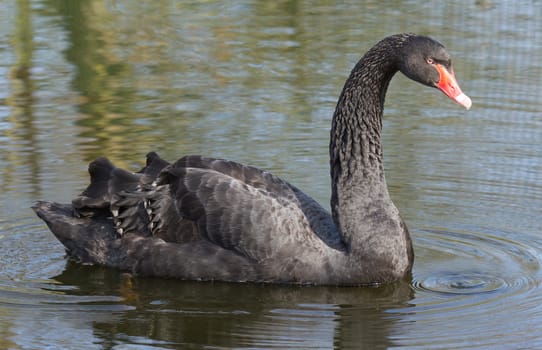 A black swan is swimming in a dutch lake