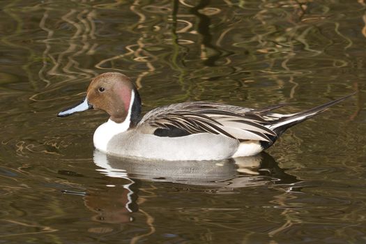 Northern pintail drake swimming in still water