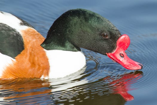 A common Shelduck is swimming in a dutch lake
