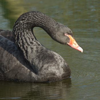 A black swan is swimming in a dutch lake