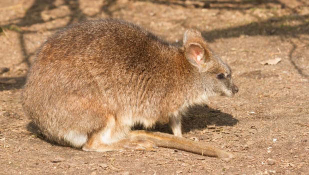 A close-up of a parma wallaby in a dutch zoo